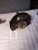2007-2016 Volvo 2366695 Front Left/Driver Used OEM Steering Knuckle Spindle