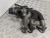 2002 Audi A2 Diesel TDI Used Intake Manifold
