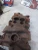 1970 Chevrolet Corvette / Camaro / Chevelle Used Intake Manifold
