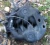 Chrysler Sebring 2.7L V6 DOHC Used Intake Manifold
