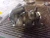 2009-2011 Dodge Dakota 3.7L V6 Used OEM Intake Manifold