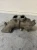 2013-2018 Dodge Ram 2500 6.7L Used OEM Intake Manifold