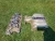 1986-1993 Ford Mustang 5.0L Used OEM Intake Manifold