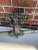 Porsche 914 Used Holley Intake Manifold