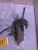 1998-2002 Honda Accord 2.3L Upper Used Intake Manifold