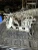 2002 Infiniti Q45 Upper Lower Used Intake Manifold