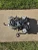 2024 Infiniti Q50 3.0L Used Intake Manifold