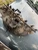 1999-2004 Jeep Grand Cherokee 4.0L Used Intake Manifold
