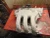 1993-1997 Mazda 2 / 5 2.5L Used OEM Intake Manifold