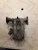 2003-2004 Mazda RX8 1.3L Lower Used OEM Intake Manifold