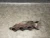 Audi A4 2.4L Right Header V6 Used Exhaust Manifold