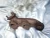 BMW 535i / 635CSI Used Exhaust Manifold