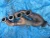 BMW 545i / 645ci / 745i / X5 4.4L V8 N62 Used Exhaust Manifold
