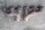 BMW E30 / E21 / E28 Pair Used OEM Exhaust Manifold