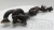 BMW M3 / Z3 3.2L Front Used Exhaust Manifold