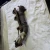 1986 Buick Regal Right Turbo Used Exhaust Manifold