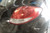2012 Hyundai Veloster Passenger RH Tail Light Lamp OEM used OEM tail light assembly