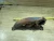 2004-2009 Cadillac SRX 3.6L Left Used Exhaust Manifold