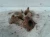 2010 Chevrolet Traverse Right Rear Used Exhaust Manifold