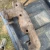 1977 Chrysler New Yorker Right Used OEM Exhaust Manifold