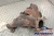 2014 Chrysler 200 Header Used Exhaust Manifold
