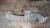 1994-2003 Dodge Dakota / Ram 3.9L Left V6 Used OEM Exhaust Manifold