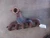 Dodge Viper Used Exhaust Manifold
