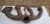 1989-1993 Buick Century 3.3L Rear V6 Used Dorman Exhaust Manifold 0362