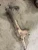 1968 Ford Falcon / Mustang 6-CYLINDER Used Exhaust Manifold