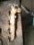 1997-1998 Ford Expedition 4.6L Left Used Exhaust Manifold