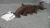 1999-2004 Ford Expedition 5.4L Left Used Exhaust Manifold