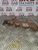 2003-2008 Ford Focus / C Max 1.6L Diesel Used Exhaust Manifold