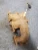 2010-2012 Ford Fusion Header Used OEM Exhaust Manifold