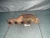 2011-2014 Ford F-150 3.7L Right Used OEM Exhaust Manifold