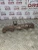 2018-2023 Ford Transit 1.5L Diesel Used Exhaust Manifold