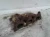 2008 GMC Acadia 3.6L Left Right Front Used Exhaust Manifold