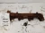 2015 GMC Sierra 6.6L Right Used Exhaust Manifold