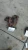 1999-2000 Honda Civic VTEC SOHC Used Exhaust Manifold
