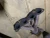 2002-2006 Honda CR-V / CRV 2.4L Used OEM Exhaust Manifold