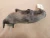 1976-1993 Jaguar XJS Right Front Used Exhaust Manifold