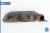 2006-2008 Jaguar S-Type 4.2L Left Front Used OEM Exhaust Manifold