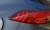 2019-2021 Hyundai Tucson LH Driver Quarter Panel Mounted Tail Light Lamp OEM used OEM tail light assembly