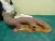 Jaguar XJS 5.3L Right Front CAST IRON Used OEM Exhaust Manifold