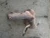 Kia Sportage SOHC Used Exhaust Manifold