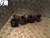 2005-2009 Land Rover Range Rover 2.7L Used Exhaust Manifold