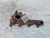 2005-2013 Lexus IS220D 2.2L Diesel Used Exhaust Manifold