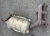 2006-2009 Lexus RX400H Left Front Used Exhaust Manifold