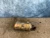 2020-2025 Lincoln Aviator 3.0L Right Used OEM Exhaust Manifold
