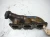 1997 Mercedes-Benz E320 Rear Used OEM Exhaust Manifold