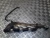 2012 Mercedes-Benz W212 Diesel Used Exhaust Manifold